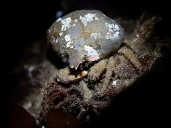 graceful decorator crab