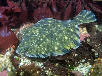 flounder