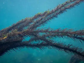 Feather Boa Kelp