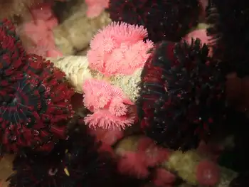 Vancouver Feather Duster Worms and Proliferating Anemones