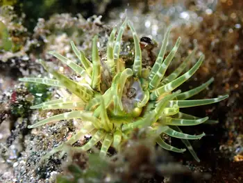 green burrowing anemone