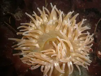 Painted Anemone