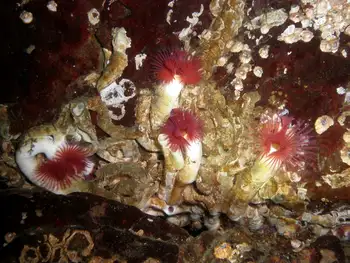 Red Trumpet Calcareous Tube Worms
