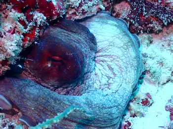 Indian Reef Octopus