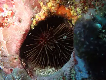 Brown Sea Urchin