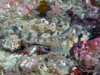 Sailfin Sculpin