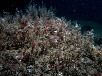 Nudibranchs and Hydroids