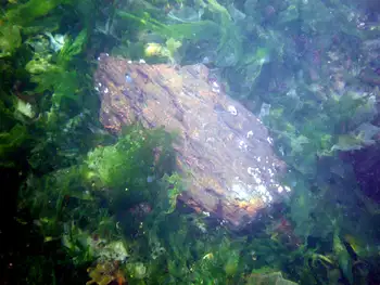 Submerged Wood