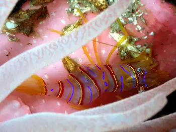 Candy Stripe Shrimp