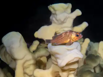 Rockfish and Cloud Sponge