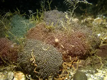 Kelp Greenling Eggs