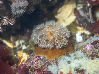 Anemone