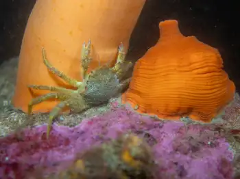 Helmet Crab and Metridium Anemones