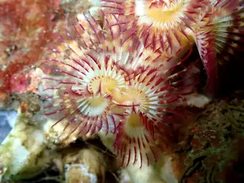 Red Trumpet Calcareous Tube Worm
