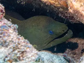 Moray Eel