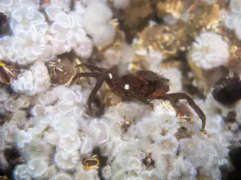 Northern Kelp Crab and Short Plumose Anemones