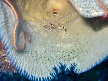 Banded Coral Shrimp