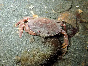 Graceful Crab