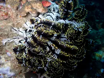 Noble Feather Star