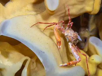 Longhorn Decorator Crab
