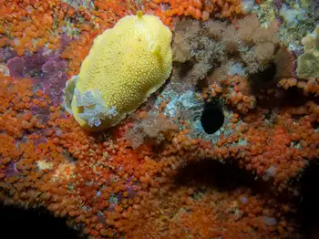 Noble Sea Lemon