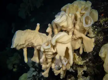 Cloud Sponge