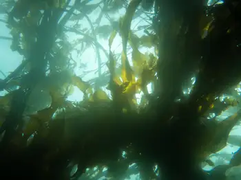 Dive Site
