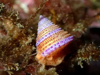 Purple Ringed Top Snail