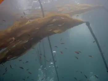 Bull Kelp
