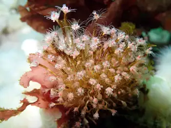 Pink Mouth Hydroids