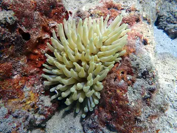 giant anemone