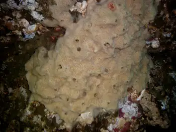 Hard Gnarled Clump Sponge