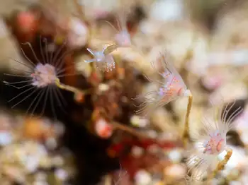 Fairy Palm Hydroids and Red Gilled Nudibranch