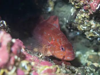 Male Kelp Greenling
