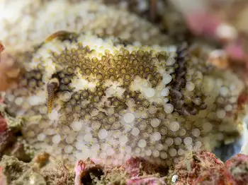 barnacle eating nudibranch