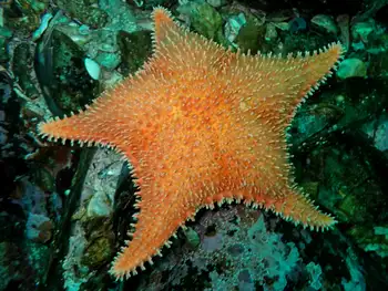 Spiny Red Star