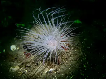 Tube Dwelling Anemone
