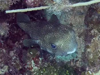 Porcupine Fish