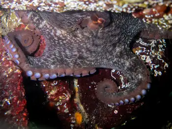 Giant Pacific Octopus