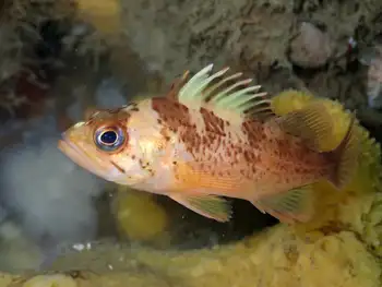 Young of Year Rockfish