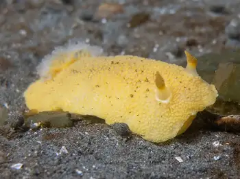 Noble Sea Lemon