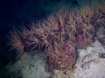Northwest Feather Stars