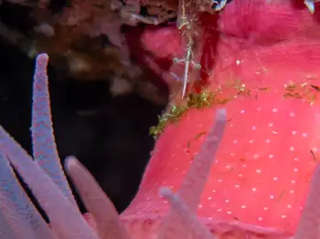 Shrimp