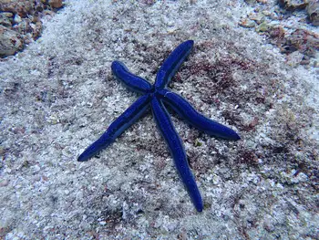Galapagos Blue Star