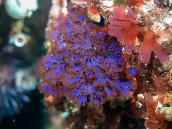 Iridescent Seaweed