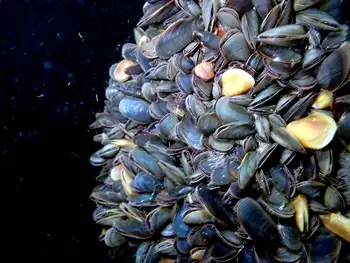 mediterranean mussel