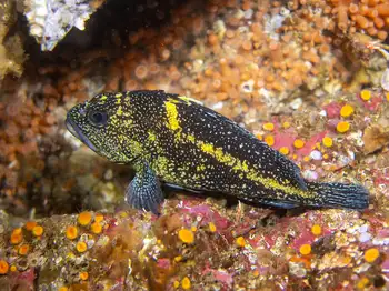 China Rockfish