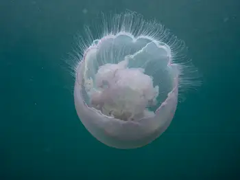 Moon Jelly