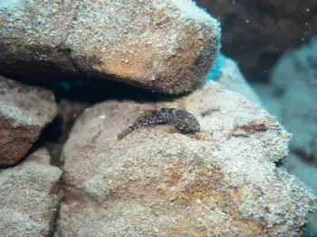 Mottled Sculpin