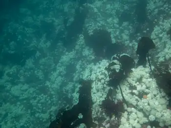 Dive Site